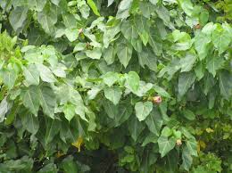 Image result for Thespesia populneoides