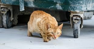 Cats can technically eat corn, and it will not immediately hurt them. Tnr Getting Started