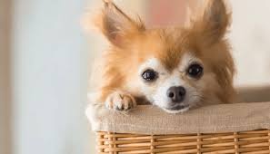 The pomeranian chihuahua mix is best known for being stubborn and bold. Pomchi The Only Cocktail You Will Ever Be Thirsty For