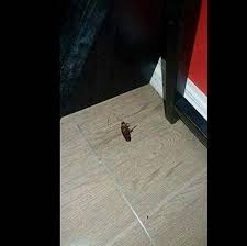 Warnanya yang gelap kecoa warnanya coklat, tapi ada juga yang warnanya putih gelap (albino kali), hitam bercorak. Menemukan Kecoa Mati Orang Ini Memberikan Penghormatan Terakhir Bak Upacara Pahlawan Perang Sungguh Khidmat Keepo Me Line Today