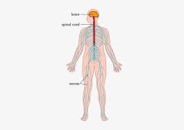 Diagram human body unlabeled diagram full version hd quality unlabeled diagram bswiring prolocomontefano it from www.modernheal.com the nervous system forms the major communication and regulatory centre as well as the control unit. Components Of The Nervous System Nervous System Diagram Without Labels 270x500 Png Download Pngkit