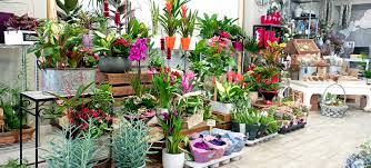 Floristería 13 Udaberri Loredenda