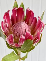 Image result for Protea