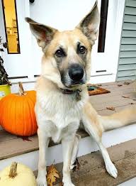 15 Incredible Facts About The Rarest Dog In The World Chinook Page 2 Of 3 Petpress In 2020 Rare Dogs Dogs Rare Dog Breeds