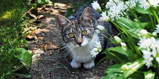 Fill a spray bottle and spray around the area that you wish to deter cats from. How To Keep Cats Off The Garden International Cat Care
