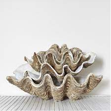 Select the department you want to search in. Columbus Imports Vintage Inspired Resin Clam Shell Island Collective