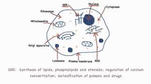 Check spelling or type a new query. 1 2 Skill Drawing Eukaryotic Cells Youtube