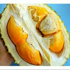 Located at the southwest of penang island. Termurah 1 3 Kg Buah Durian Udang Merah D175 Balik Pulau Shopee Malaysia