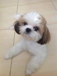 Black And White Shih Tzu Puppy Names 26a2d58719d064bf14587fdeac38112d Jpg 236 315 Shih Tzu Grooming Shih Poo Shih Tzu Haircuts