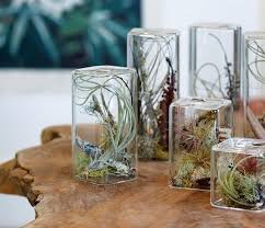 We did not find results for: 50 Creative Ideas To Display Your Air Plants In A Most Spectacular Way