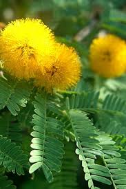 Image result for Acacia farnesiana
