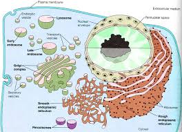 We did not find results for: Vesicles Transport Information