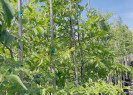 Image result for Olinia rochetiana