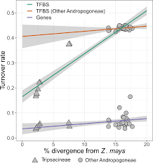 Image result for Rhytachne rottboellioides