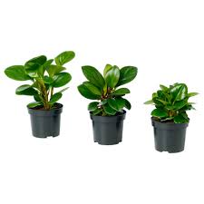 Peperomia Potted Plant Assorted Get It Today Ikea Easy Care Plants Plants Indoor Plants