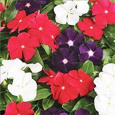Vinca F1 Nana Mixed Color Buy Flowering Seeds Online Nurseryserve