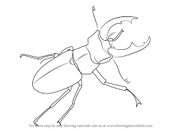 How To Draw A Stag Beetle Drawingtutorials101 Com Stag Beetle Beetle Drawing Insect Art