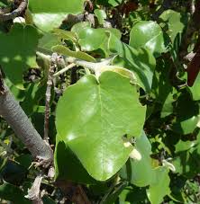 Image result for Androstachys johnsonii