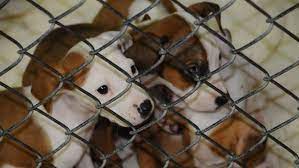 From dog food and dog supplies costs to vet bills and surprise dog care costs. Rescue Network Sends Southern Puppies North The Pew Charitable Trusts