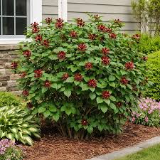 Image result for Corallocarpus schinzii