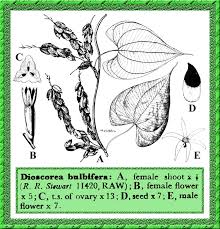 Image result for Dioscoreaceae