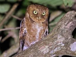Burung celepuk jawa yang usianya sudah dewasa ini dikatakan lebih banyak diam dan bahkan suaranya jarang terdengar. 8 Jenis Burung Hantu Asal Indonesia Yang Dapat Dipelihara