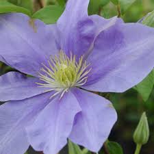 We did not find results for: Fujimusume Clematis Fujimusume Online Kaufen