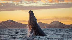 Here is a list of connecting flights from baltimore, maryland to cabo san lucas, mexico. Gay Cabo San Lucas 2021 Travel Guide Hotels Bars Events