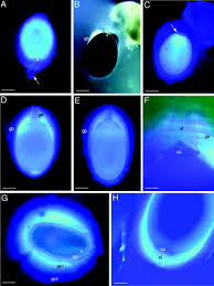 Image result for Marsilea ephippiocarpa