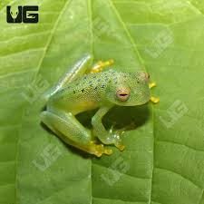 Image result for glass frog