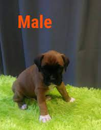 $300 (los angeles) hide this posting restore restore this posting. Boxer Puppy For Sale In Pelzer Sc Adn 44824 On Puppyfinder Com Gender Male Age 4 Weeks Old Boxer Puppies For Sale Boxer Puppies Puppies For Sale