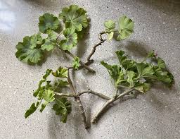 Image result for cuttings of geraniums