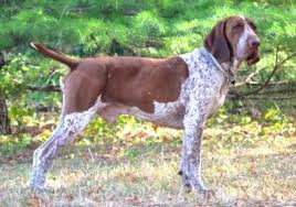 Image result for italský krátkosrstý ohař