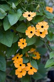 Image result for Thunbergia mysorensis