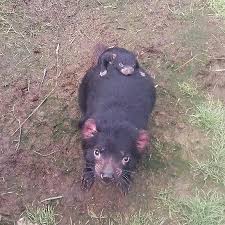 Baby tasmanian devil emerges from mom's pouch. Pin On Animales