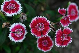 Gbb 2543 Jpg Image Sweet William Dianthus Barbatus Flowers