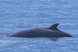 What do minke whales look like? Minke Whale Fact Sheet Azores Whales