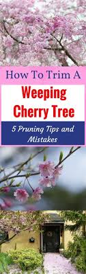 Check spelling or type a new query. How To Trim A Weeping Cherry Tree 5 Pruning Tips And Mistakes That You Should Know Weeping Cherry Tree Cherry Trees Garden Cherry Tree