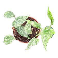 Image result for Epipremnum en casa