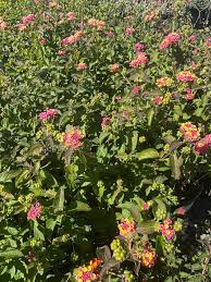 Image result for Lantana moldenkei
