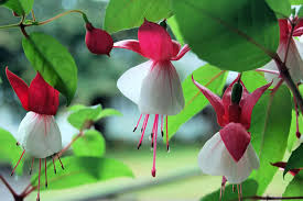 It has blue, purple and white blooms that make it a favored hanging plant perfect for any porch or indoor basket. Top 9 Most Beautiful Flowers For Hanging Baskets The Mysterious World