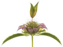 Image result for Monadenium herbaceum