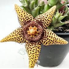 Image result for Euphorbia halipedicola