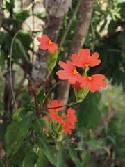 Image result for Crossandra nilotica