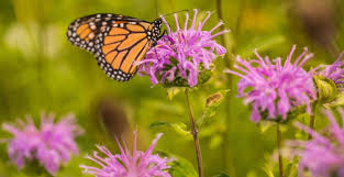 If you want to focus on attracting monarch butterflies, try planting milkweed, zinnias, and the miss molly butterfly bush. 20 Proven Plants That Attract Butterflies 2021 Guide Bird Watching Hq