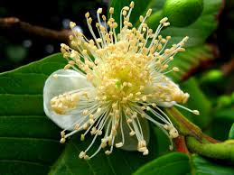 Image result for Psidium guajava