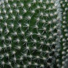 1 removing needles from your body. Glochid Wikipedia