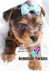 Breed yorkshire terrier breed info. Pin On Gem Yorkies Ca
