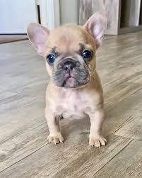 We have placed a great deal of effort in researching. French Bulldog Puppies Michigan Rescue Pets Lovers