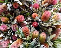 A Passion For Flowers Banksia Menziesii